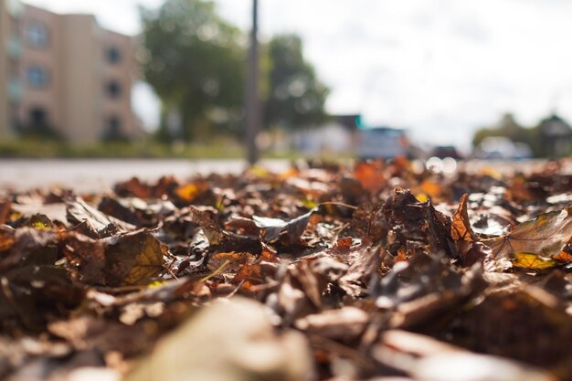 Hojas secas caídas en el día de otoño en un clima soleado