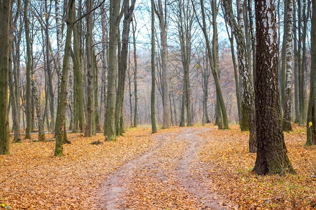 Hojas secas en la carretera en el bosque de otoño