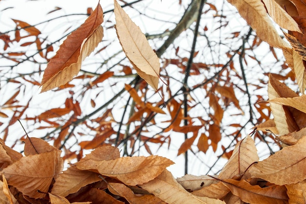 Hojas secas de castaño sobre un espejo que refleja el árbol del que han caído.