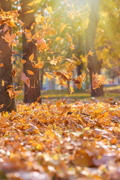 Hojas secas de color naranja y amarillo brillante que vuelan en el aire en un parque de otoño bajo los rayos del sol de la tarde