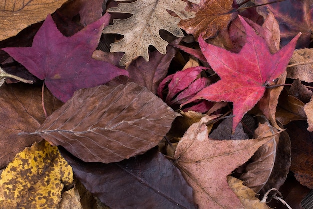 Hojas secas como fondo de otoño