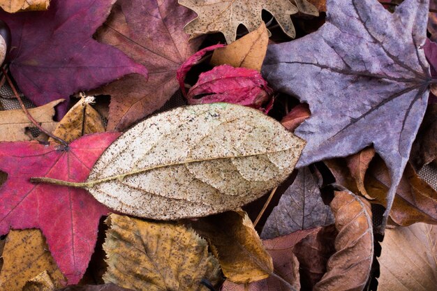 Hojas secas como fondo de otoño