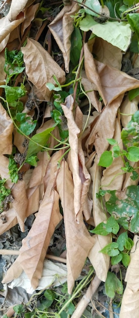 hojas secas y muertas del árbol