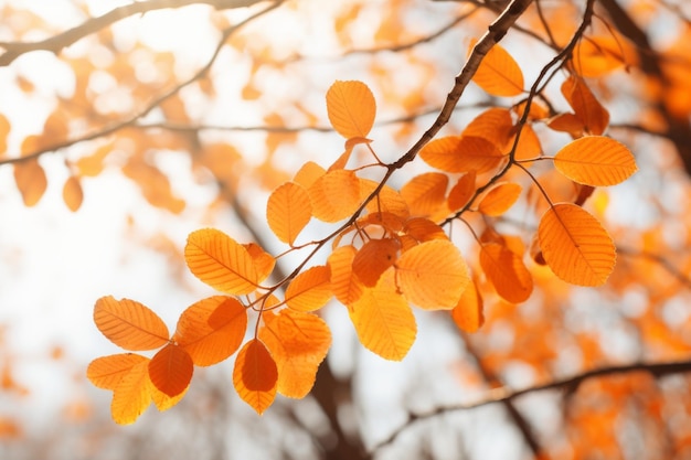 Hojas secas de naranja en un árbol en otoño