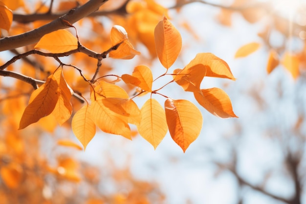 Hojas secas de naranja en un árbol en otoño