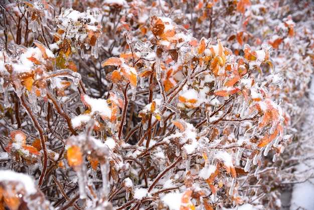 Hojas secas naranjas que crecen en una rama cubierta de hielo en un día de invierno