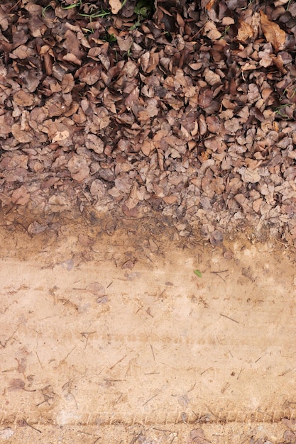 Hojas secas de otoño al costado del camino