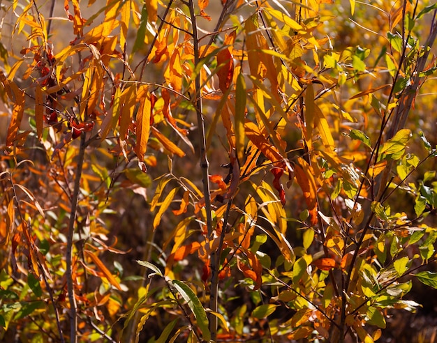 hojas secas de otoño de un arbusto en la luz del sol