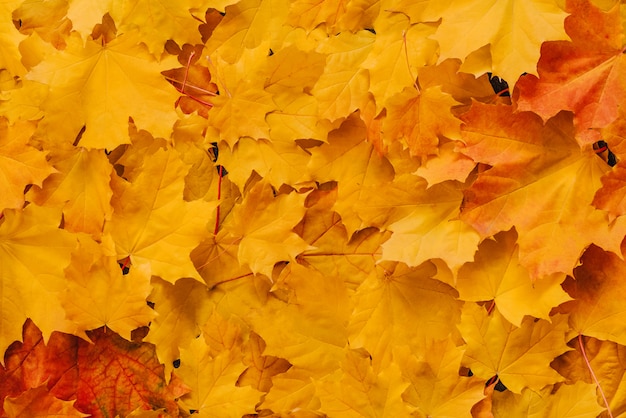 Hojas secas de otoño de arce naranja