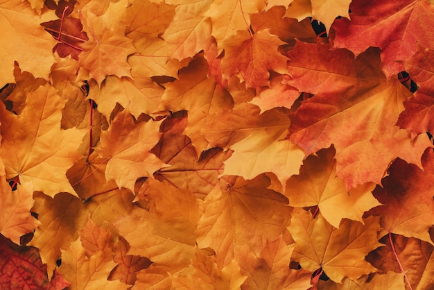 Foto hojas secas de otoño de arce naranja