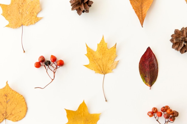 hojas secas de otoño, bagas y conos de pino