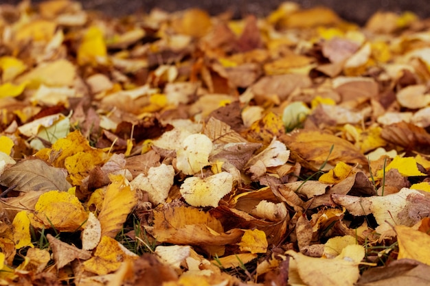 Hojas secas de otoño caídas en el bosque en el suelo