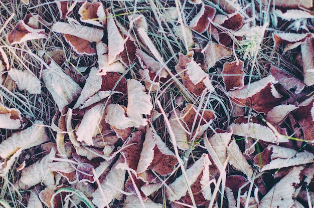 Hojas secas de otoño congelado, fondo de invierno vintage natural, imagen macro