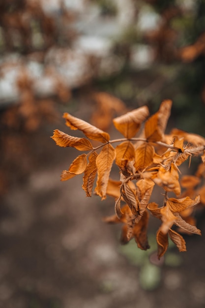 Hojas secas de otoño naranja marrón Fondo vertical estacional natural otoñal