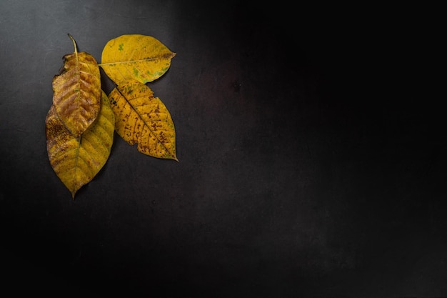 Hojas secas de otoño planas sobre fondo negro con espacio de copia