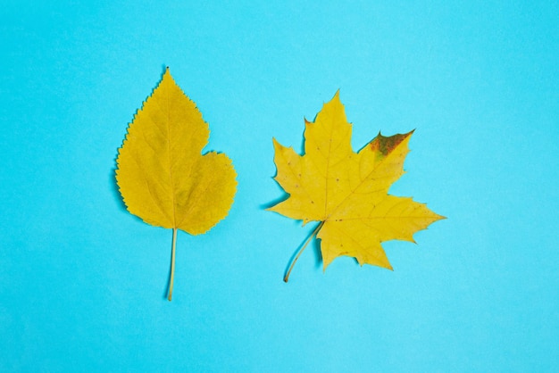 Hojas secas de otoño sobre fondo azulBanner con espacio negativo