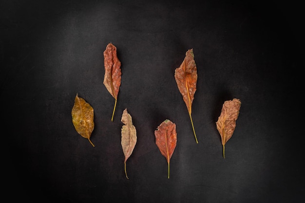 Hojas secas de otoño sobre fondo de madera oscura con espacio para copiar