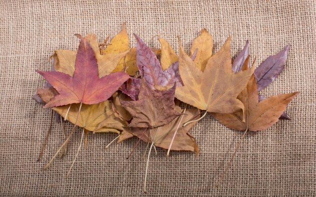 hojas secas de otoño sobre lienzo de lino