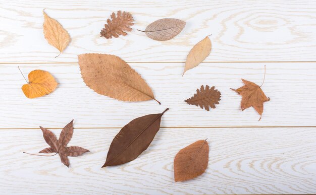 Hojas secas de otoño en una textura de panel de madera