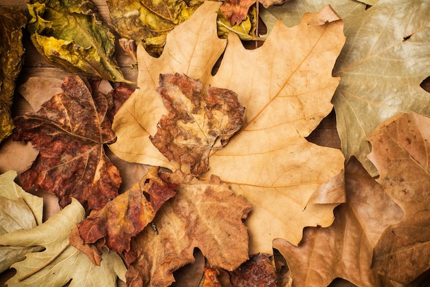 Hojas secas de otoño en una vista cercana