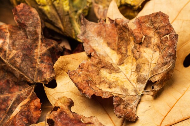 Hojas secas de otoño en una vista cercana