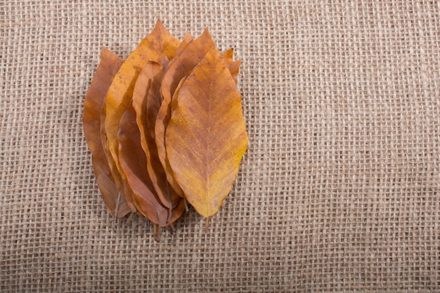 Hojas secas de otoño a la vista