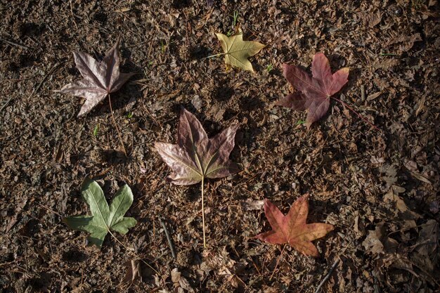 Hojas secas de otoño a la vista