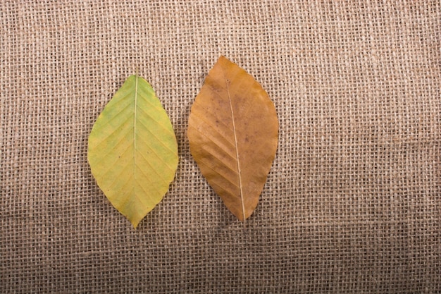 Las hojas secas del otoño a la vista