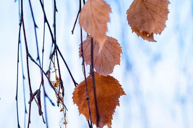 Hojas secas en la rama de un árbol en un día de invierno.