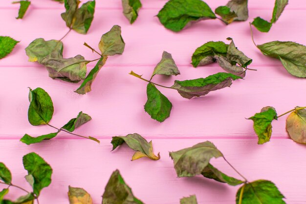 Hojas secas de una rosa sobre un fondo rosa de madera