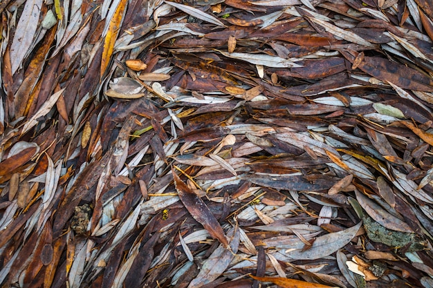 Hojas secas de sauce en la orilla del río, enrolladas en un patrón