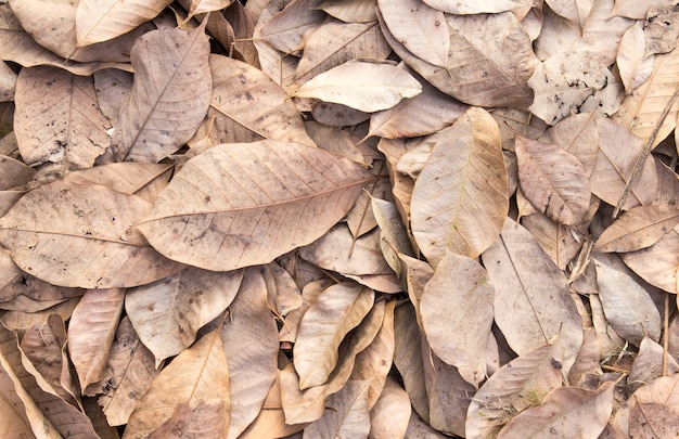 Hojas secas sobre fondo de otoño piso