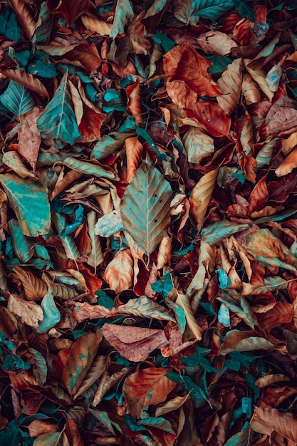 hojas secas en el suelo en la temporada de otoño