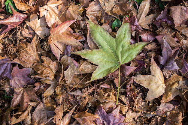 hojas secas de la temporada de otoño a la vista