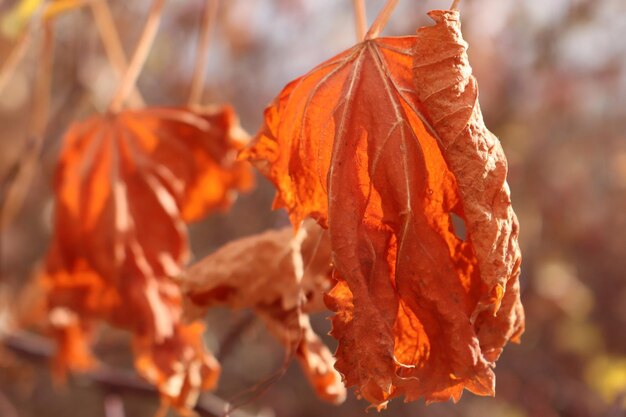 Hojas secas de vid en la temporada de otoño