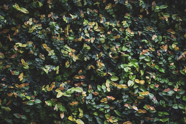 Foto hojas de un seto de jardín
