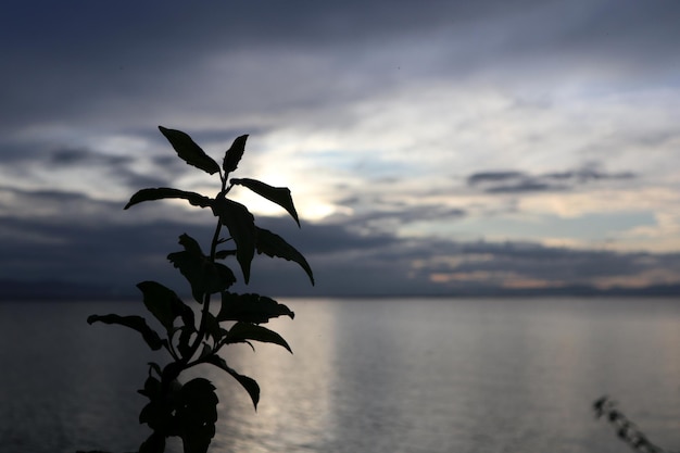 hojas de silueta al atardecer en el lago