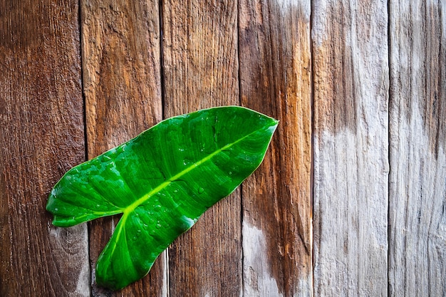 Hojas sobre un fondo de madera húmeda