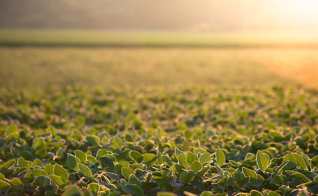 Hojas de soja en el campo con luz solar nocturna y fondo borroso Enfoque selectivo en la hoja de primer plano