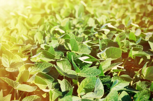 Hojas de soja verde y arbustos en el campo