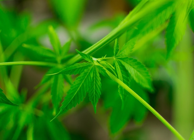 Las hojas son cultivo de marihuana