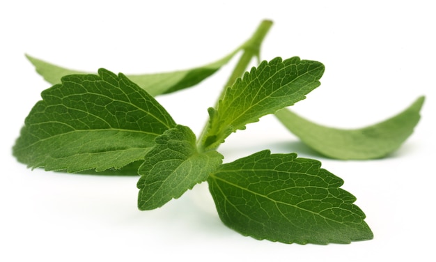 Hojas de stevia sobre fondo blanco.