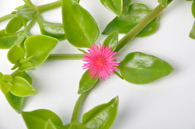 Hojas suculentas verdes y pequeñas flores rosadas de iceplant