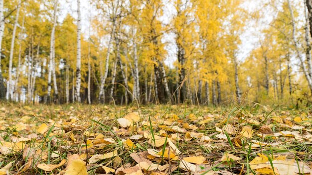 Hojas en el suelo en el bosque. Otoño en Siberia, Tomsk.