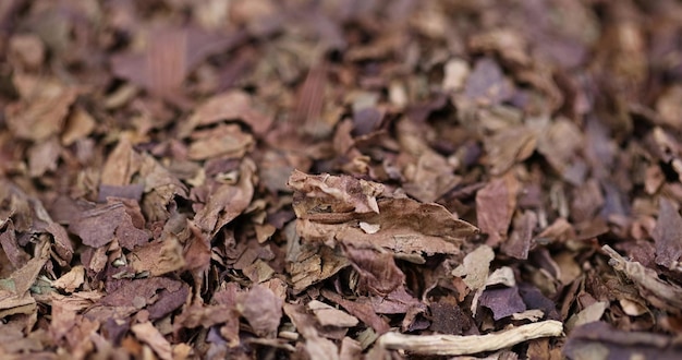 Foto hojas de tabaco grandes de alta calidad de un cigarro