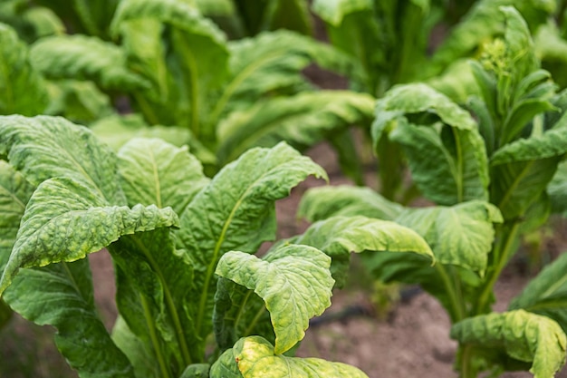 Hojas de tabaco en la plantación de cerca Campo de tabaco