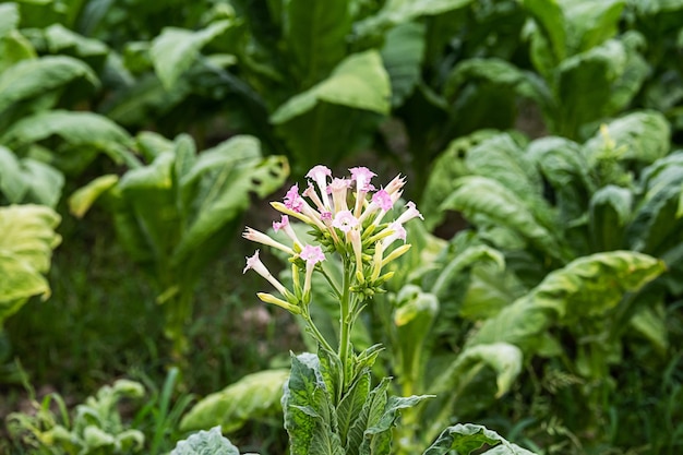 Hojas de tabaco en la plantación de cerca Campo de tabaco