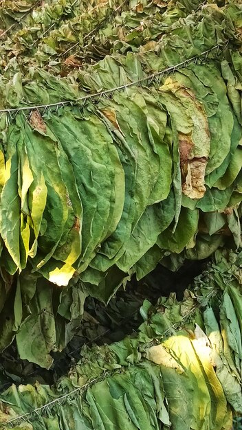 Hojas de tabaco en secado