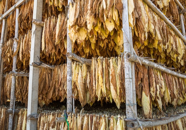 Hojas de tabaco seco en la planta de curado.