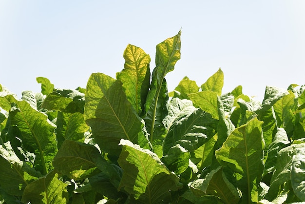 Hojas de tabaco verde fresco en plantación